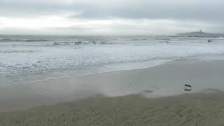 Dog catching frisbee - Half Moon Bay State Beach, California