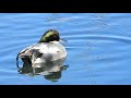 A Lively Flock of Falcated Ducks in Action