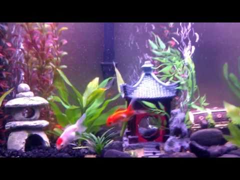 My Oranda Goldfish Setup with live plants and Cory...