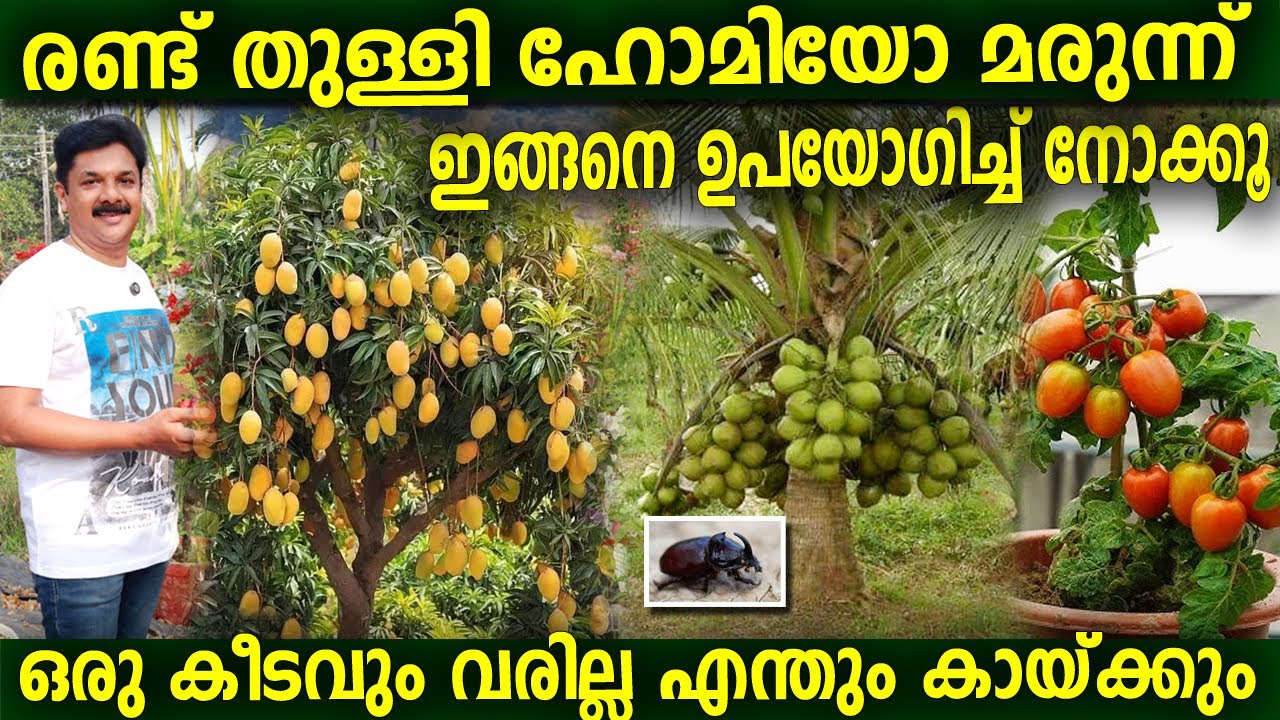 രണ്ട് തുള്ളി ഹോമിയോ മരുന്ന് ഈ രീതിയിൽ ഉപയോഗിച്ച് നോക്കൂ എന്തും കായ്ക്കും Homoeo medicine for plants