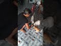 kucing #kucinglucu