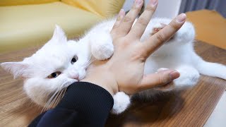 怒ってる猫に理不尽な八つ当たりをされました…
