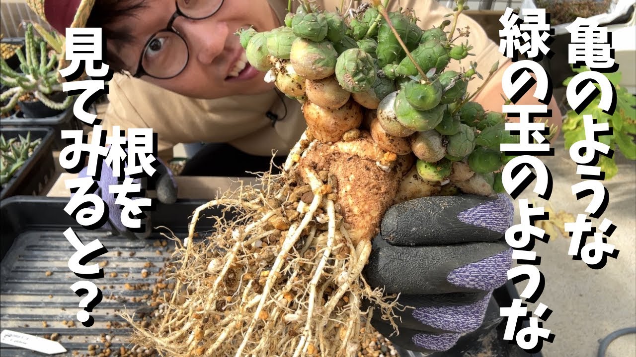 Replanting a rare green ball-like plant! [Euphorbia globosa