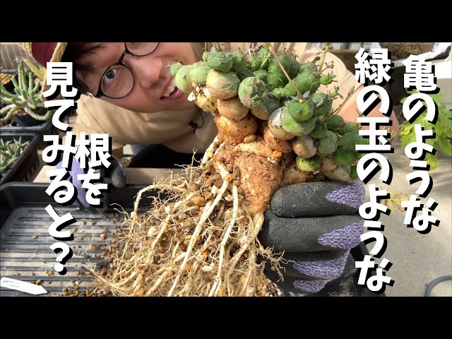 Replanting a rare green ball-like plant! [Euphorbia globosa