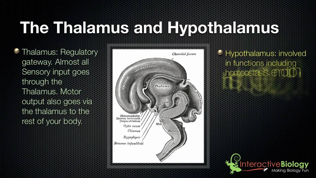 028 The Thalamus And Hypothalamus Youtube