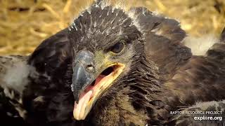 Decorah Eagles - North Nest 03.05.2024