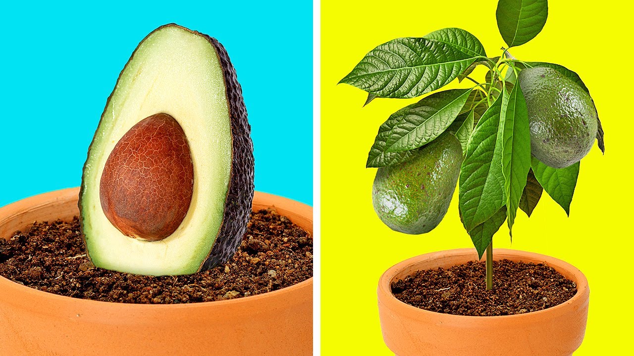 Trucos útiles de botánica para crear tu propio jardín