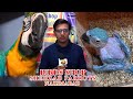 Raw Gray Parrots and Macaw Chicks at Shehzad bhi Birds Updates Video Karachi In Urdu/Hindi