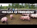 Поездка на свиноферму / обмен свиньями