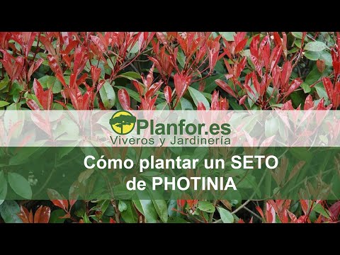 Cómo plantar un seto de photinias correctamente ?