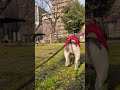 マイペースなフレブル お尻 飼い主が好きすぎるフレンチブルドッグ『ぶーちゃん日記』 #フレブル飼い方 #散歩 #frenchton #frenchbulldog