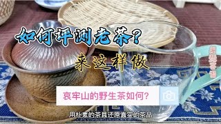 年哀牢山野生茶如何呢？是单株呢还是普通茶，6分钟清晰