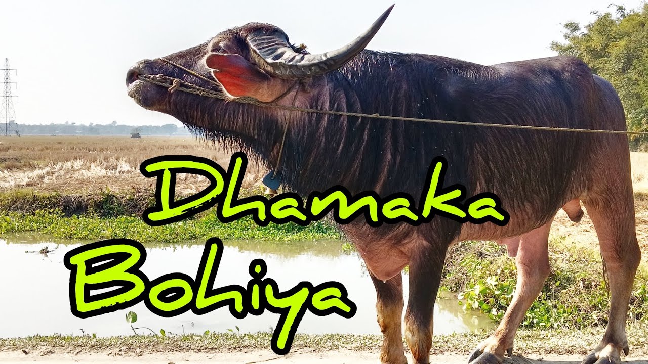 Dhamaka lll 🔥 DMA MORIGAON ll 