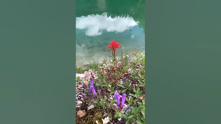 Lake Agnes And The Dying Swan Cello