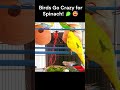Full Video Link in Bio | #australianbirds #lovebirds #birdlovers #birds #birdssounds #BirdsNChirps