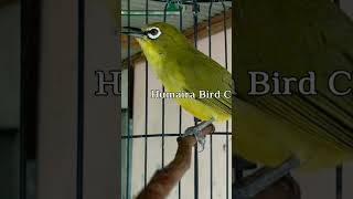 LANGSUNG PUTAR ‼️ Terapi Pleci Ombyokan Agar Cepat ngeriwik