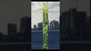 Soft, Soft Music is Stealing sung TI #shorts #music #oldmusic #publicdomainmusic #nature