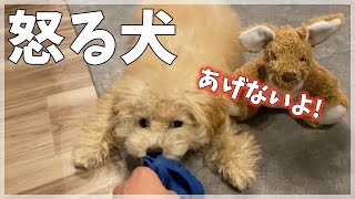 おもちゃを落としてご機嫌ナナメな犬がかわいいw【トイプードルの子犬】