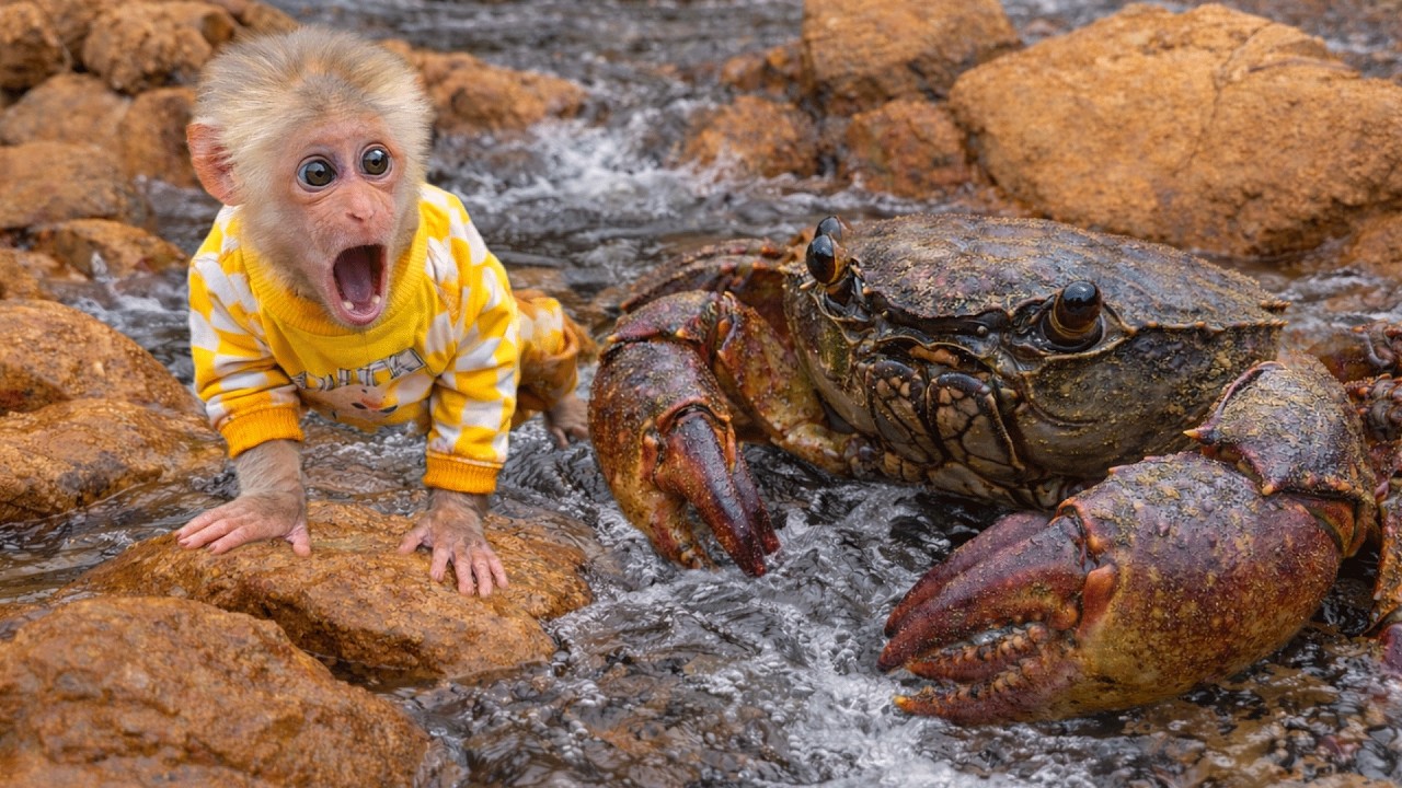 UNBELIEVABLE Monkey Kabi Catches Huge Rock Crab by Hand!