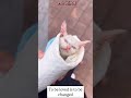 Abandoned Kitten Saved! Watch Her Amazing Comeback to Life