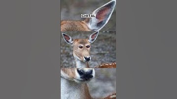 If Animals Eyes 👀 Were In The Front #shorts