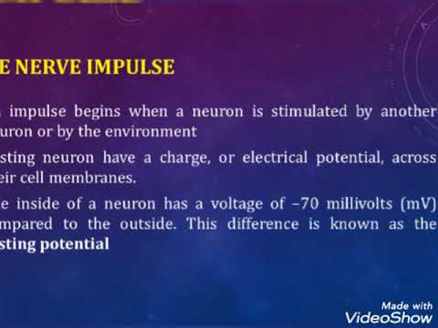 Video: Apakah maksud neurosensori?