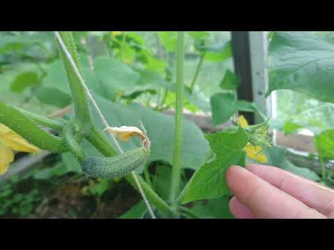 Video: Pestovanie Japonského Trichozantu - Hadej Uhorky