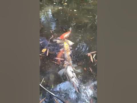Японски шарани - YouTube