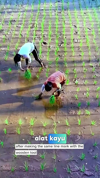 Cara unik orang china menanam padi #agriculture #padi #sawah #beras