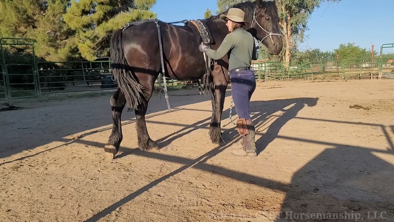 Halo Yielding The Four Quarters