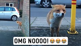 Guy Films Wild Fox, Gets Too Close And Instantly Regrets It. by NΞXTA 11,490 views 5 years ago 1 minute, 35 seconds