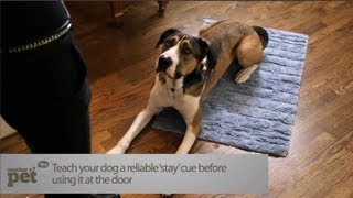 Teach Your Dog to Stay at the Door | Teacher