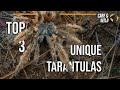 Unique Top 3 Wild Tarantulas - Tarantula Hunting Around The World