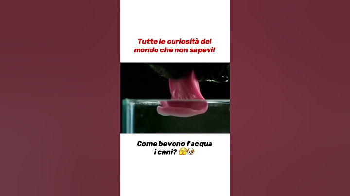 Come beve un cane? ASSURDO! 🐶 #curiosità #cibi  #imparaconyoutube