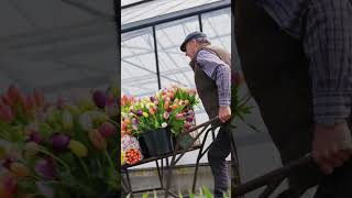 Tulipseason 2023 has been in full swing. Tulipseason 2023 has been in full swing.