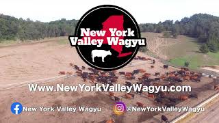 New York Valley Wagyu