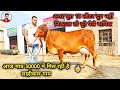 अब मात्र 30000 में मिल रही है बहुत अच्छी साहिवाल गाय, 20 desi breed cows for sale at Low price