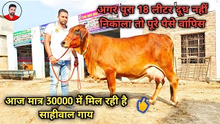 अब मात्र 30000 में मिल रही है बहुत अच्छी साहिवाल गाय, 20 desi breed cows for sale at Low price