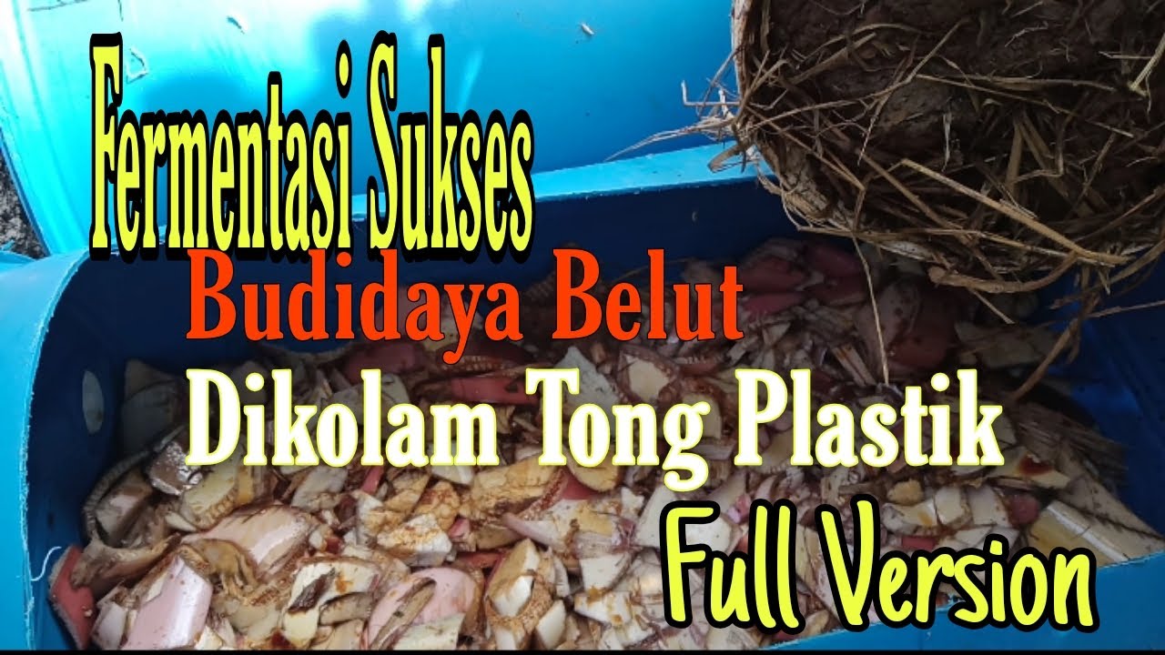 Cara Membuat Fermentasi Kolam Budidaya Belut Dikolam Tong Plastik