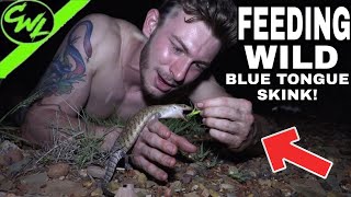 Hand Feeding WILD BLUE TONGUE SKINK!!!