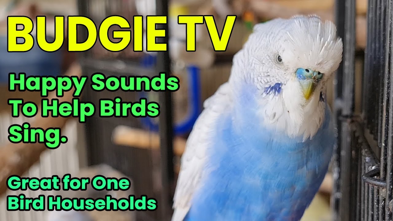 Budgie TV Help your Bird Talk, Happy, Playful Budgie Sounds for