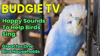Budgie TV - Help your Bird Talk, Happy, Playful Budgie Sounds for Lonely Birds by Pet TV Australia 831 views 1 year ago 34 minutes