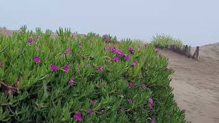 Pinamar, un paraíso es una ciudad de la costa del Atlántico de Argentina.
