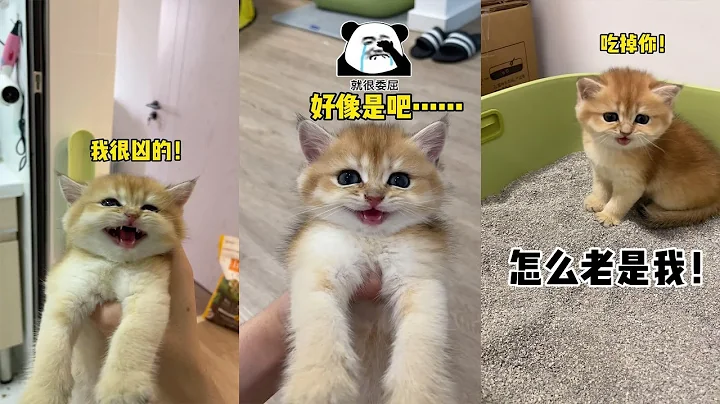 【牛奶是只猫】无语了！这么笨的猫咪还能要吗😭！ - 天天要闻