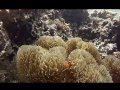 石垣島 シュノーケルポイント「 ニモパラダイス」