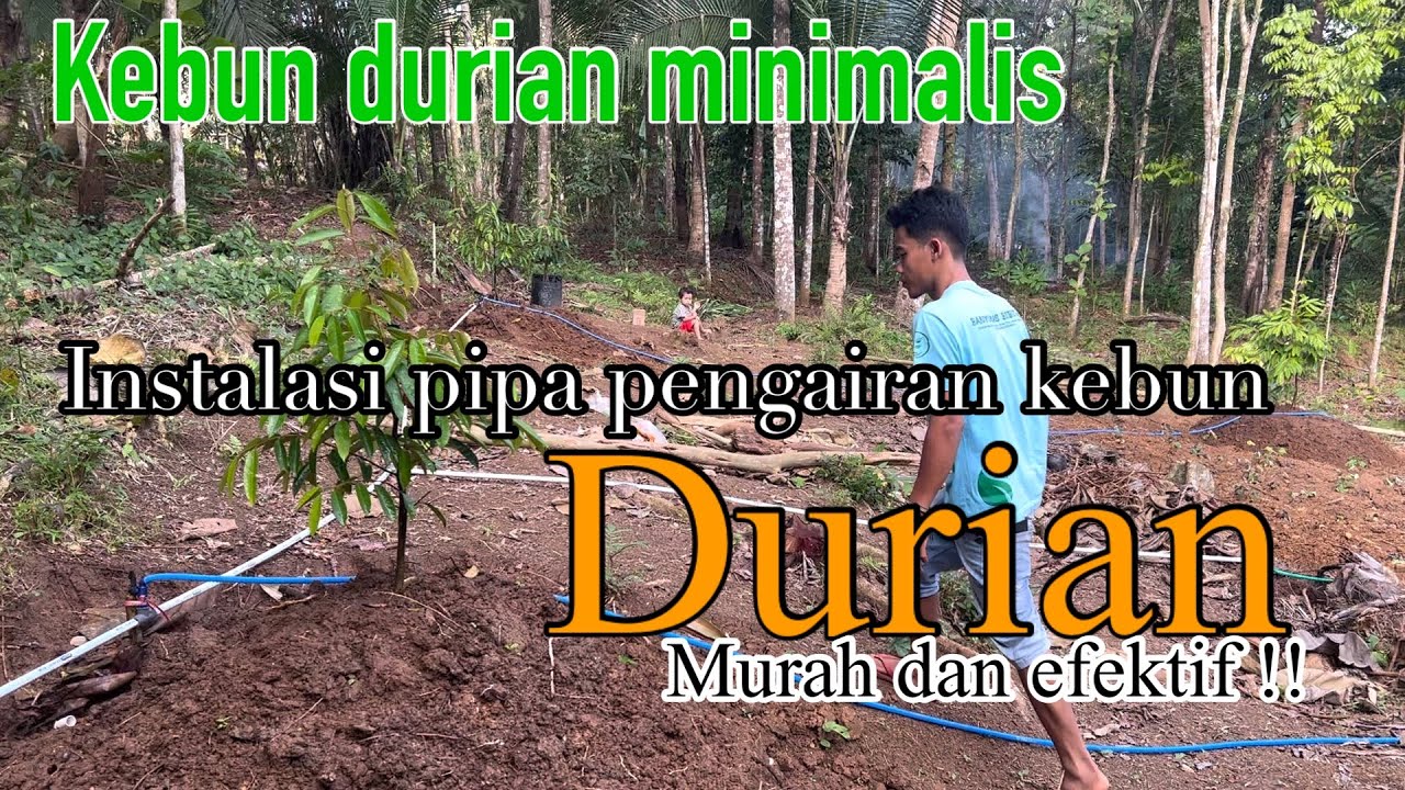 INSTALASI PIPA PENGAIRAN KEBUN DURIAN MINIMALIS