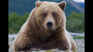 Types of bears #bear #moonbear #sunbear #polarbear #asianbear #brownbear #blackbear #grizzlies.