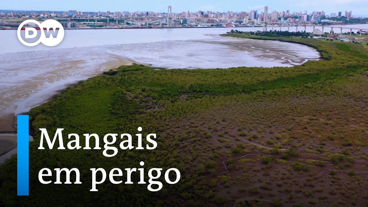 Moçambique: Salvar as florestas de mangais