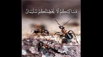 أجمل حالات واتس اب قرآن كريم || إسلام صبحي || مقاطع دينية قصيرة 💎💐