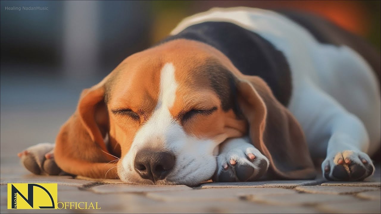 20 HOURS of Dog Calming Music🐶Relaxing Dog💖Anti Separation